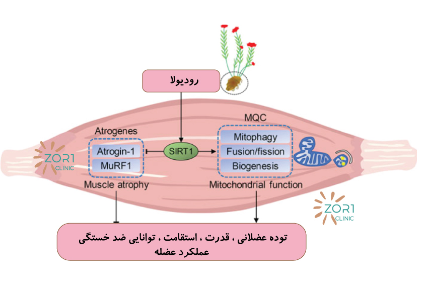 کاهش کورتیزول, هورمون استرس, کاهش وزن, لاغری, چربی شکمی, رودیولا, اشواگاندا, تغذیه سالم, خواب و کورتیزول, ورزش و کورتیزول, مدیتیشن, کلینیک لاغری زروان 66921615 غرب تهران