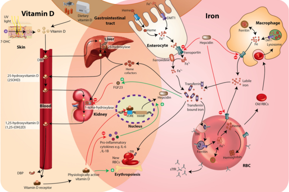 کمبود ویتامین و چاقی،ویتامینهای مؤثر در متابولیسم،علت افزایش وزن ناگهانی،تقویت متابولیسم بدن، ویتامین D و افزایش وزن، کمبود ویتامین B12، بهترین مکمل برای چربی سوزی، کلینیک لاغری زروان، ستارخان ،غرب تهران66921615