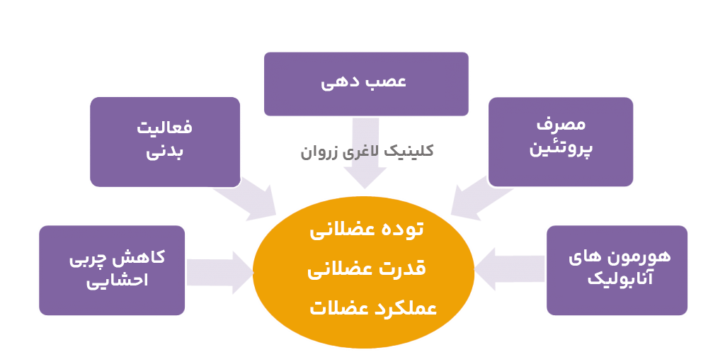 حفظ عضله در رژیم، سارکوپنی چیست، چرا وزن کم نمی‌کنم، استپ وزنی، علت عدم کاهش وزن، ثابت ماندن وزن در رژیم، کند شدن متابولیسم بدن، کاهش متابولیسم بعد از رژیم، بازگشت وزن بعد از رژیم، یویو افکت،