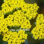 بومادران چیست و چه فوایدی برای سلامتی دارد؟