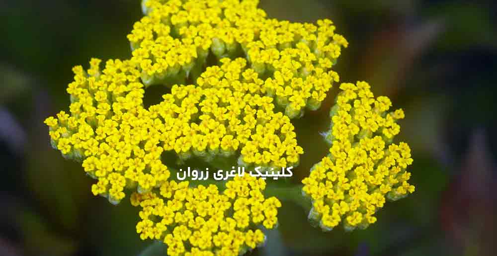 خواص بومادران، بومادران چیست، دمنوش بومادران، بومادران برای گوارش، بومادران برای قاعدگی، عوارض بومادران، طریقه مصرف بومادران، گیاه بومادران، بومادران در طب سنتی