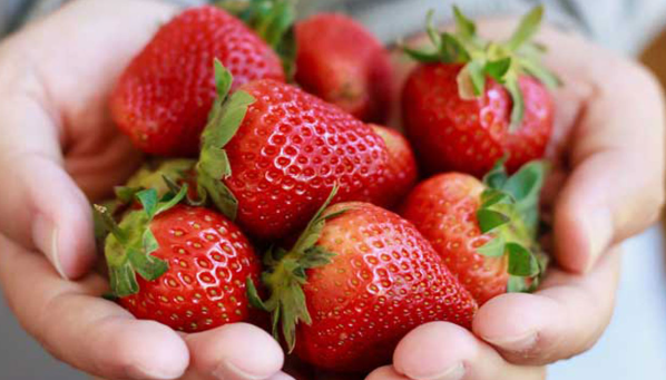 میوه های بدون قند برای افراد دیابتی، میوه بدون قند، میوه های بدون قند برای لاغری، چه میوه هایی قند خون را پایین می آورد، میوه کم قند برای کنترل قند خون و کاهش وزن